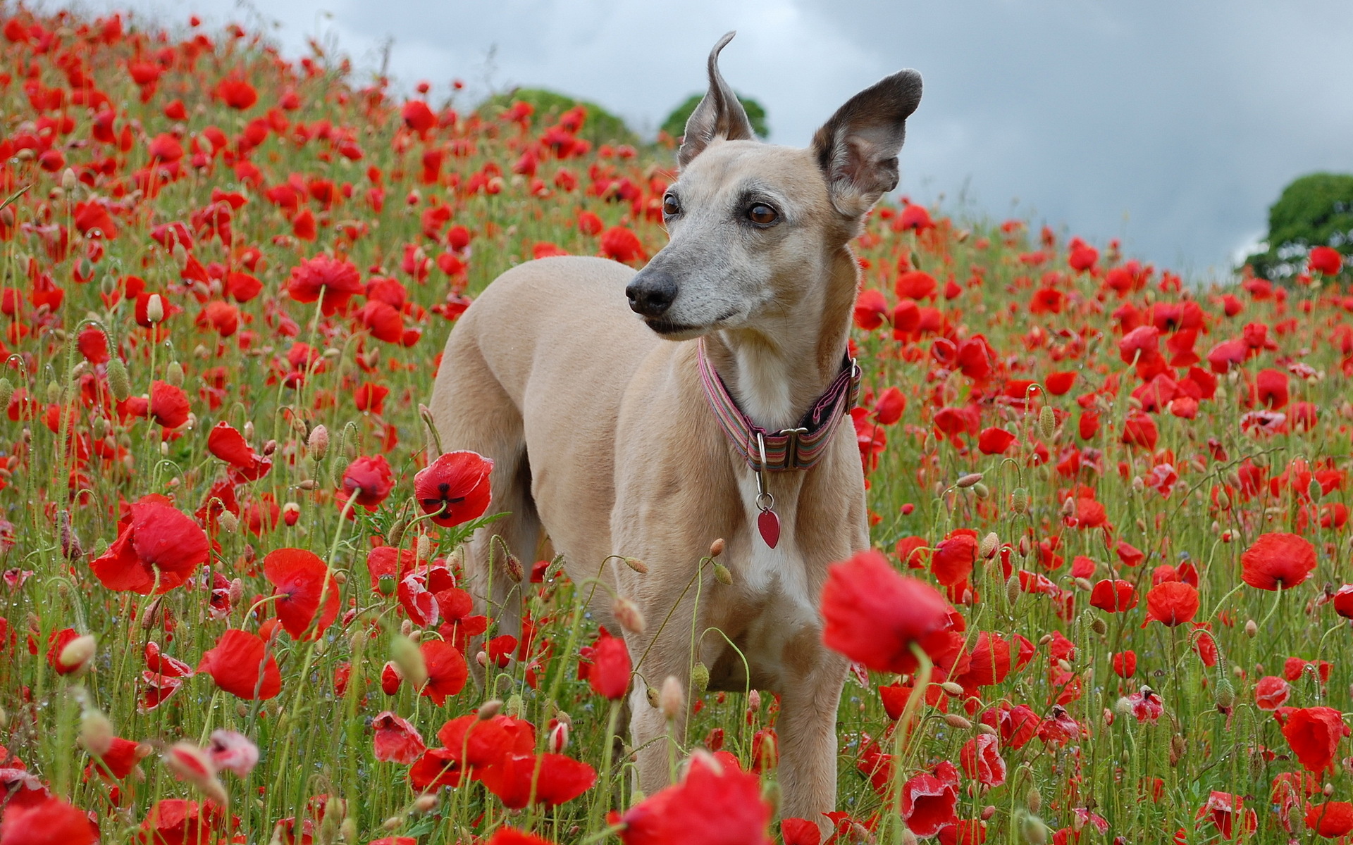 field, Poppies, Dog Wallpaper