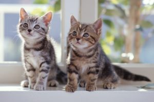 cats, Animals, Kittens, Window, Panes