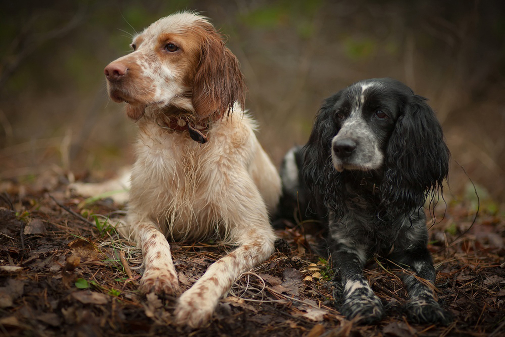 spaniel, English, Setter, Dog Wallpapers HD / Desktop and Mobile Backgrounds