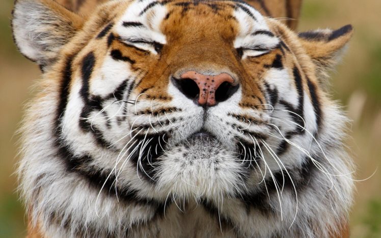 tiger, Animal, Predator, Face, Color HD Wallpaper Desktop Background