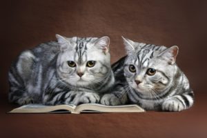cat, Cats, Couple, Book