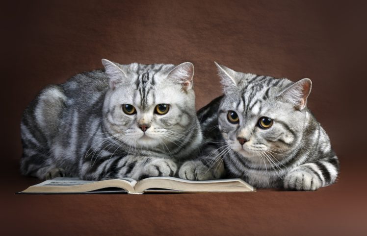 cat, Cats, Couple, Book HD Wallpaper Desktop Background