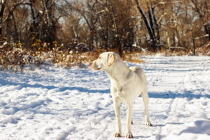snow, Autumn, Dog, Winter