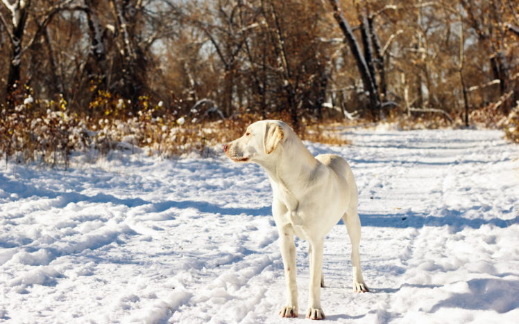 snow, Autumn, Dog, Winter HD Wallpaper Desktop Background