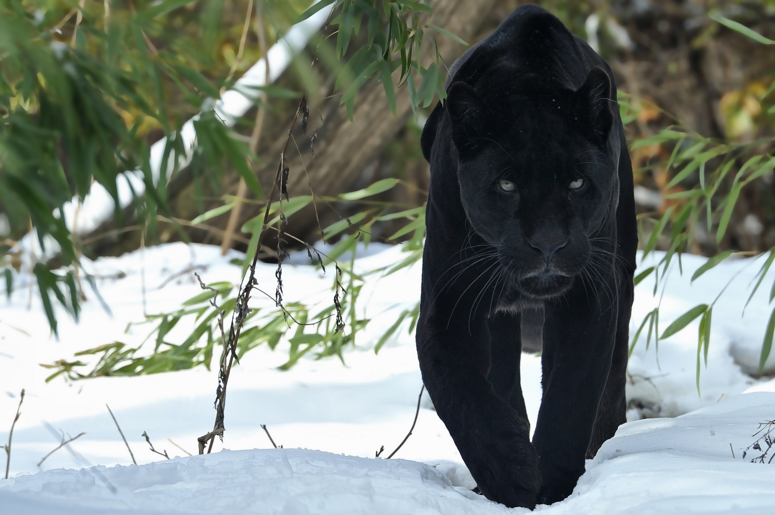 panther, Jaguar, Snow, Winter Wallpaper