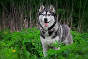nature, Forest, Animals, Dogs, Plants, Husky