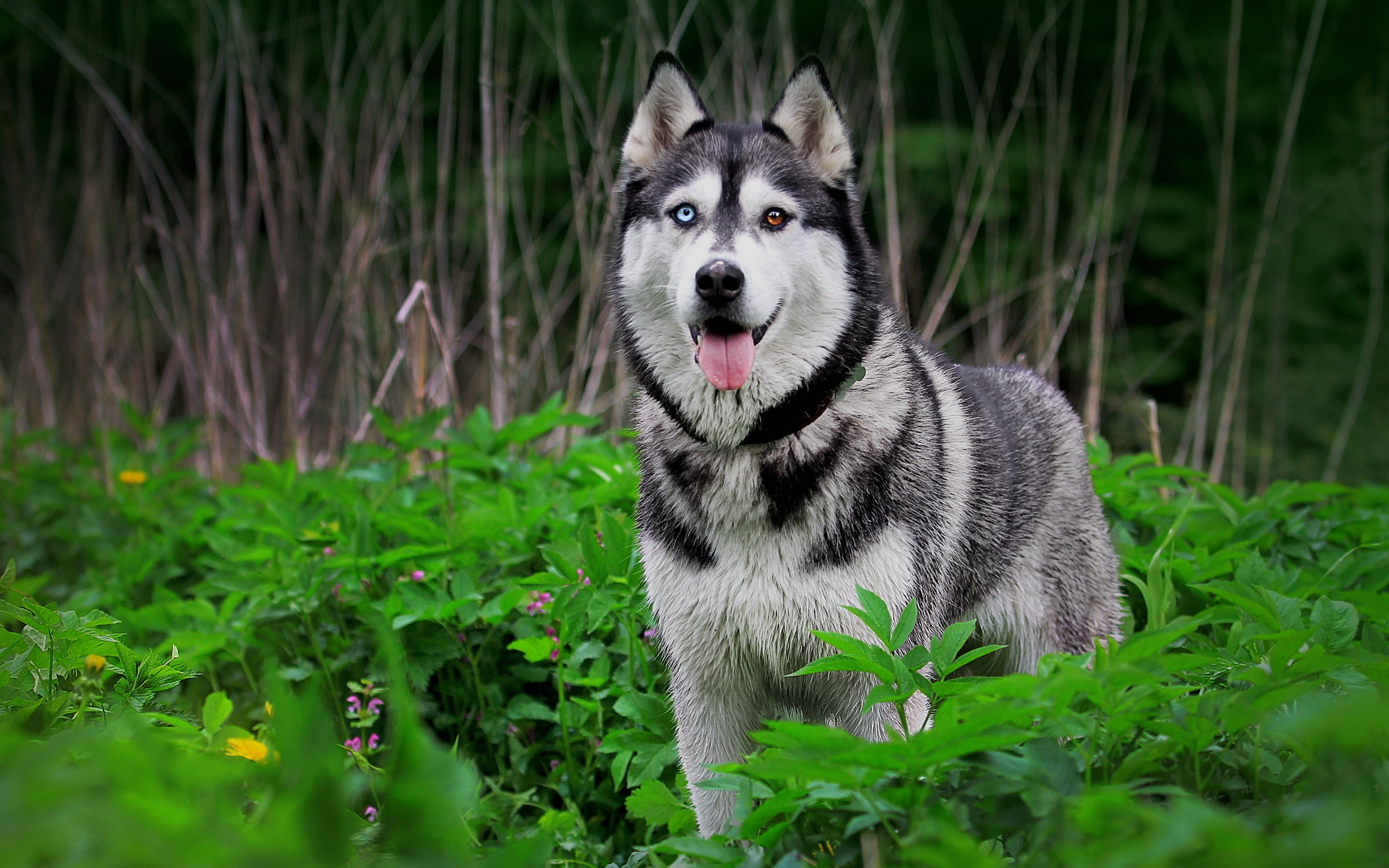 nature, Forest, Animals, Dogs, Plants, Husky Wallpaper