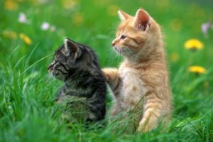 cats, Animals, Grass, Kittens