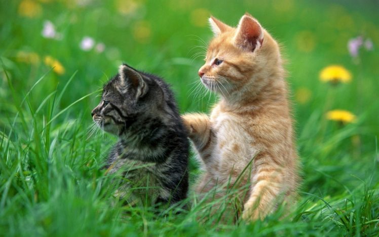 cats, Animals, Grass, Kittens HD Wallpaper Desktop Background