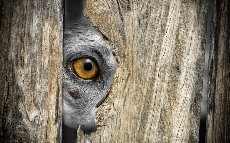 eye, Wood, Dog HD Wallpaper Desktop Background