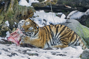 tiger, Snow, Animals