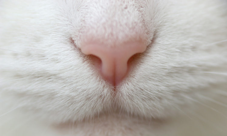white, Close up, Macro, Nose, Mustache HD Wallpaper Desktop Background