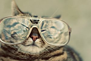 cats, Animals, Glasses