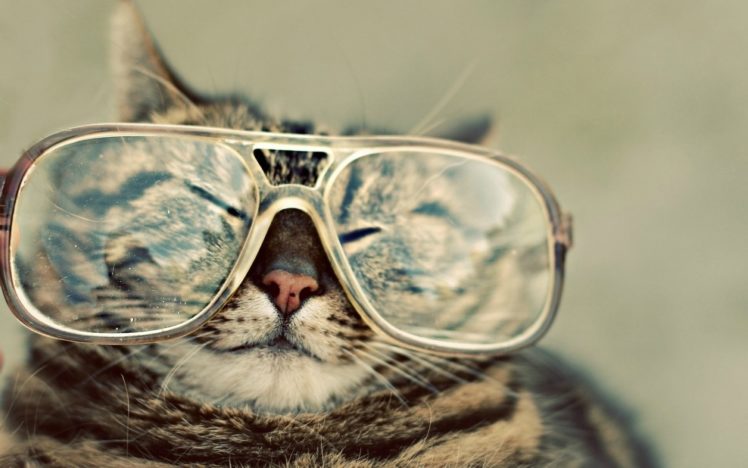 cats, Animals, Glasses HD Wallpaper Desktop Background