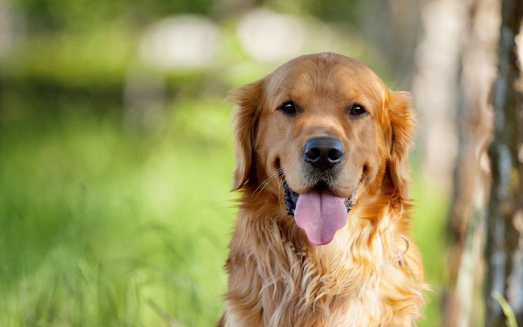 animals, Dogs, Pets, Golden, Retriever HD Wallpaper Desktop Background