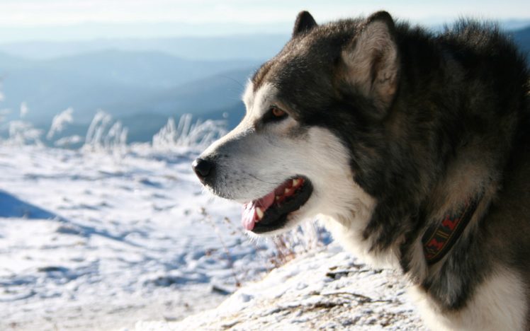winter, Snow, Animals, Dogs, Sunlight, Mammals, Faces HD Wallpaper Desktop Background