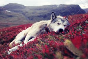 mountains, Nature, Animals, Wildlife, Dogs, Sleeping, Wolves