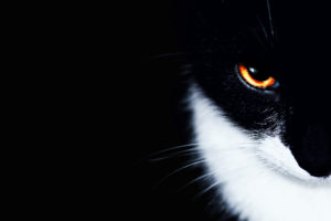 cats, Animals, Orange, Eyes