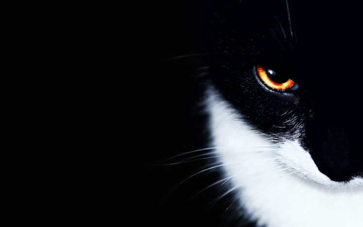 cats, Animals, Orange, Eyes HD Wallpaper Desktop Background