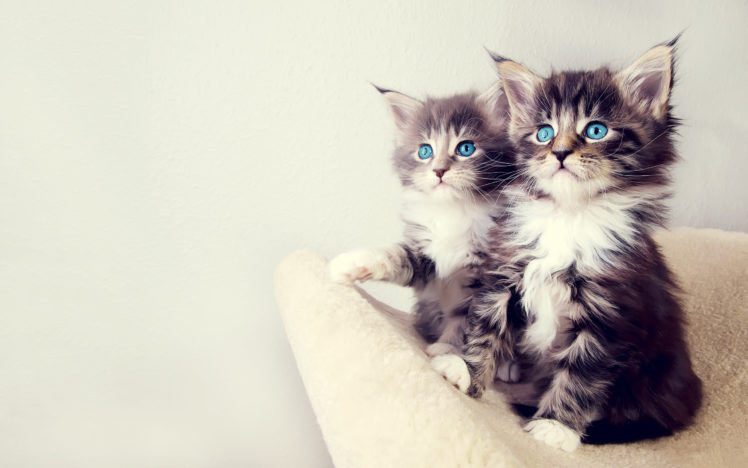 cute, Kittens HD Wallpaper Desktop Background