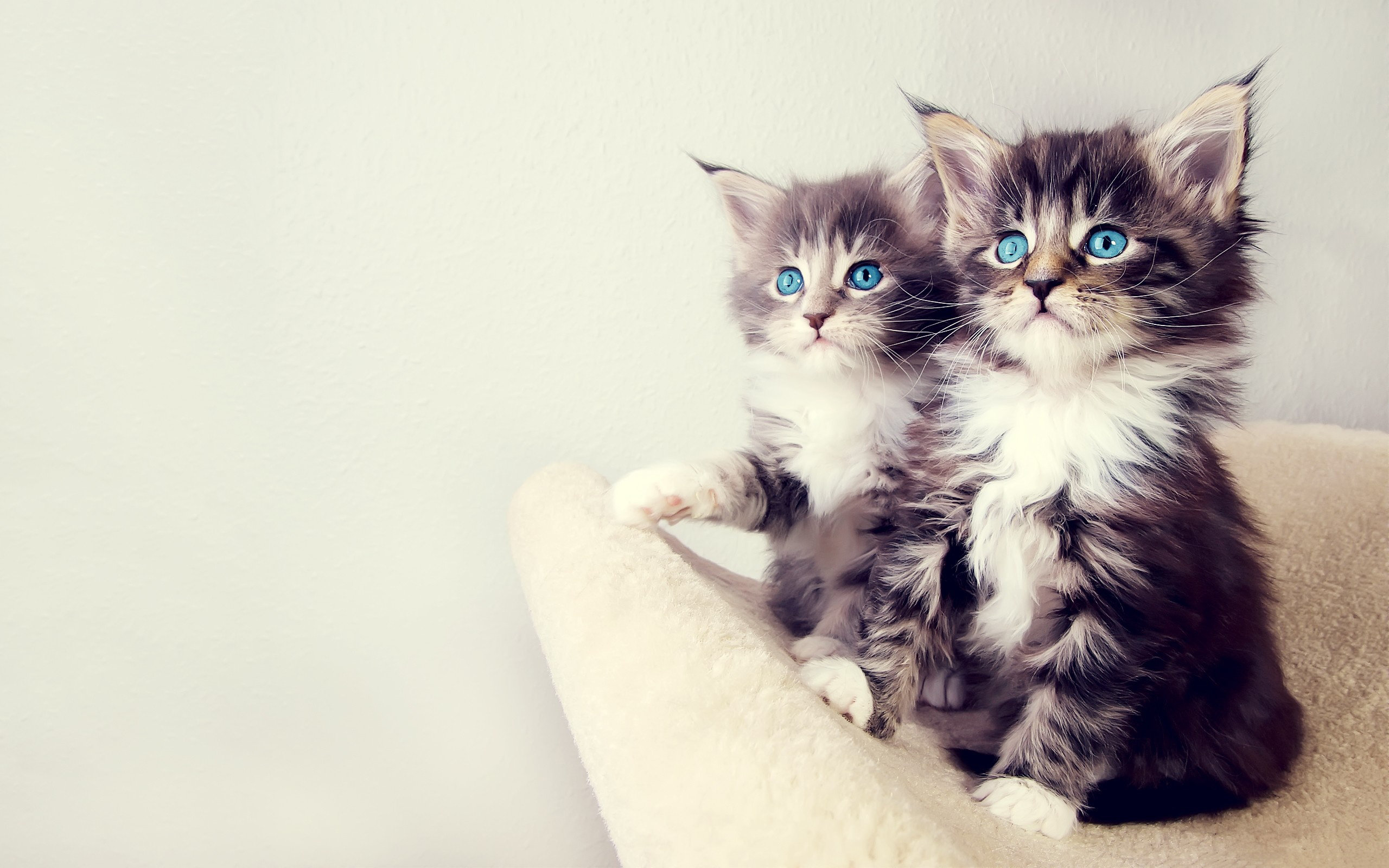 cute, Kittens Wallpaper