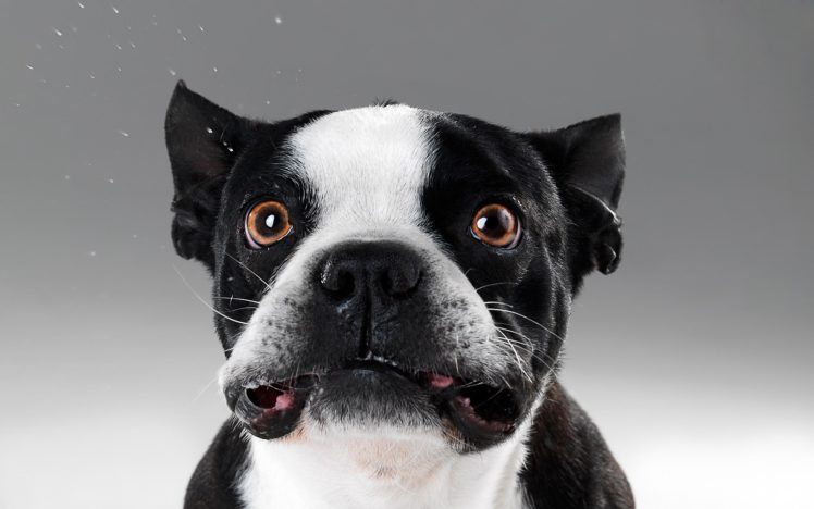animals, Dogs, Funny, Mammals HD Wallpaper Desktop Background