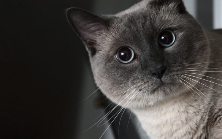 cats, Animals, Big, Eyes HD Wallpaper Desktop Background