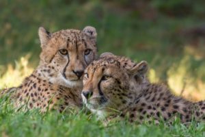 cheetah, Predators, Couple