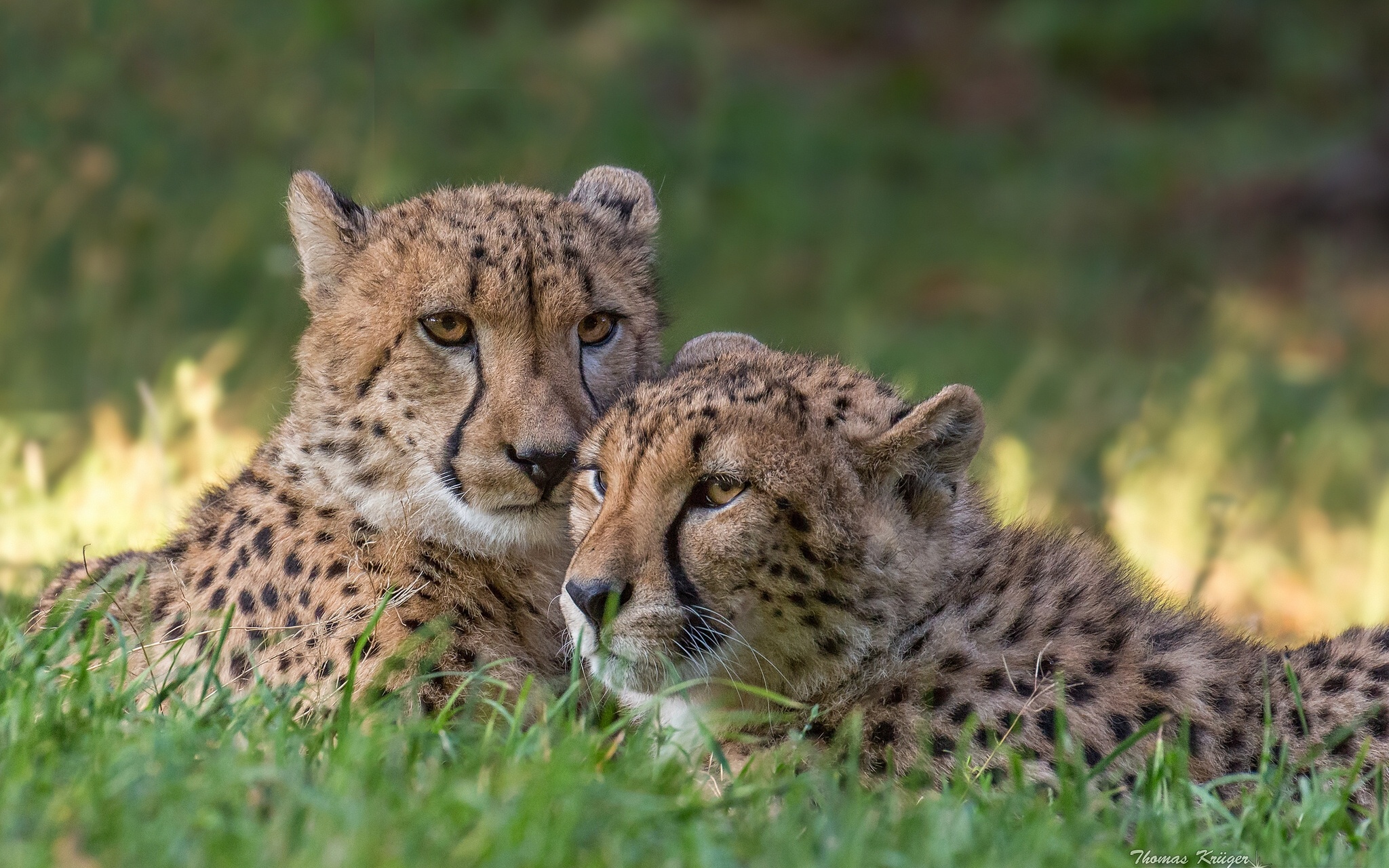 cheetah, Predators, Couple Wallpaper