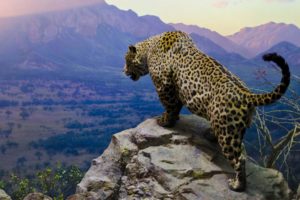 jaguar, Mountain, Valley, Rock