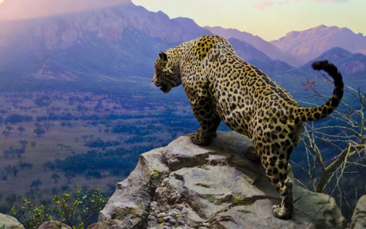 jaguar, Mountain, Valley, Rock HD Wallpaper Desktop Background