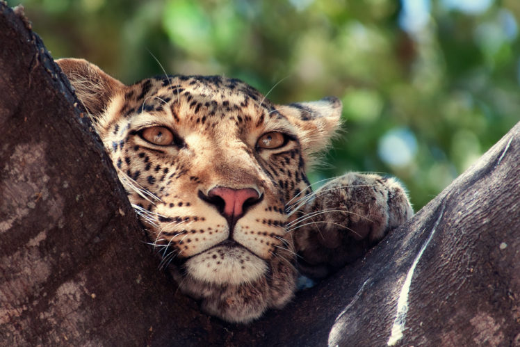 leopard, Predator, Animal, Tree HD Wallpaper Desktop Background
