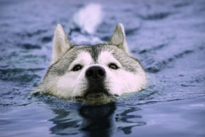 water, Animals, Dogs, Swimming, Huskies