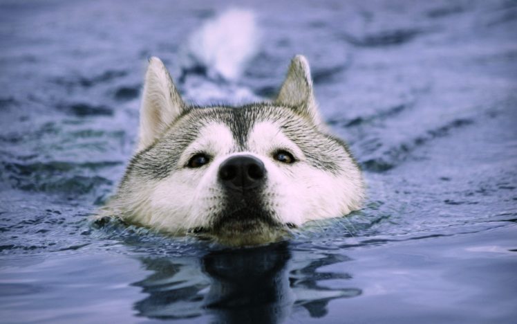 water, Animals, Dogs, Swimming, Huskies HD Wallpaper Desktop Background