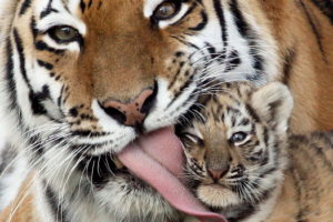 tiger, With, Baby, Tiger