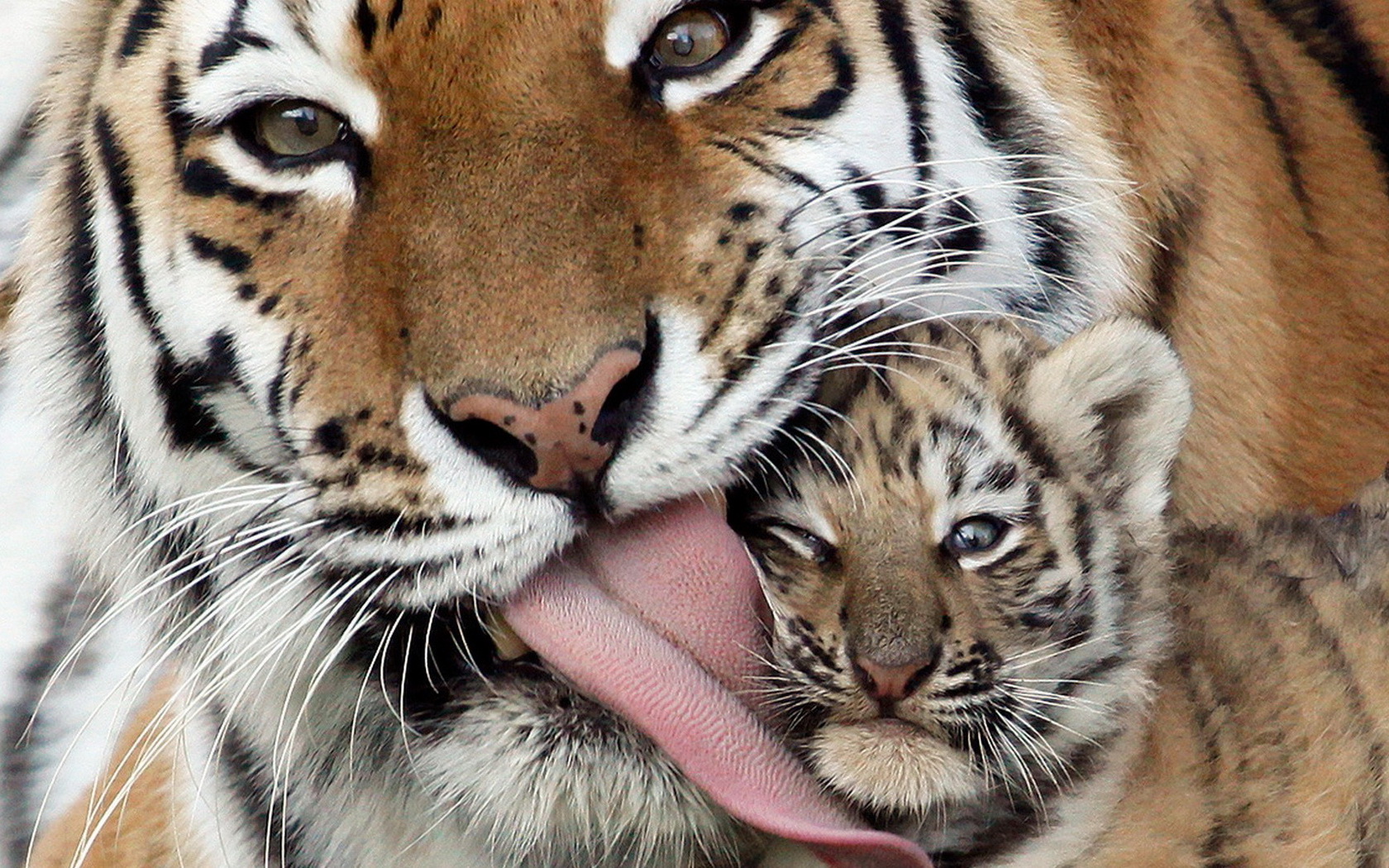 tiger, With, Baby, Tiger Wallpaper
