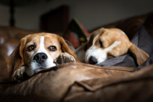 beagle, Beagles, Sofa, Lying, Sleeping