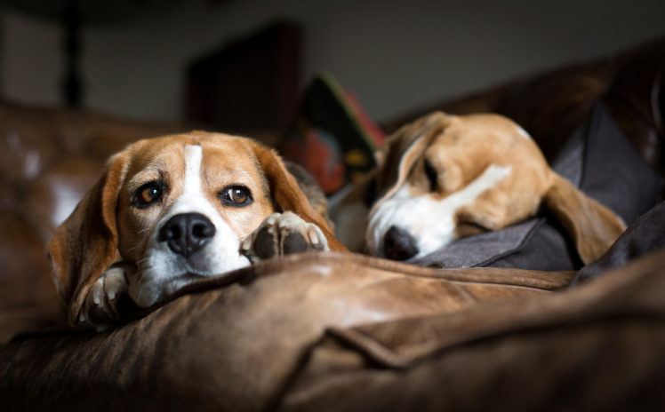 beagle, Beagles, Sofa, Lying, Sleeping HD Wallpaper Desktop Background