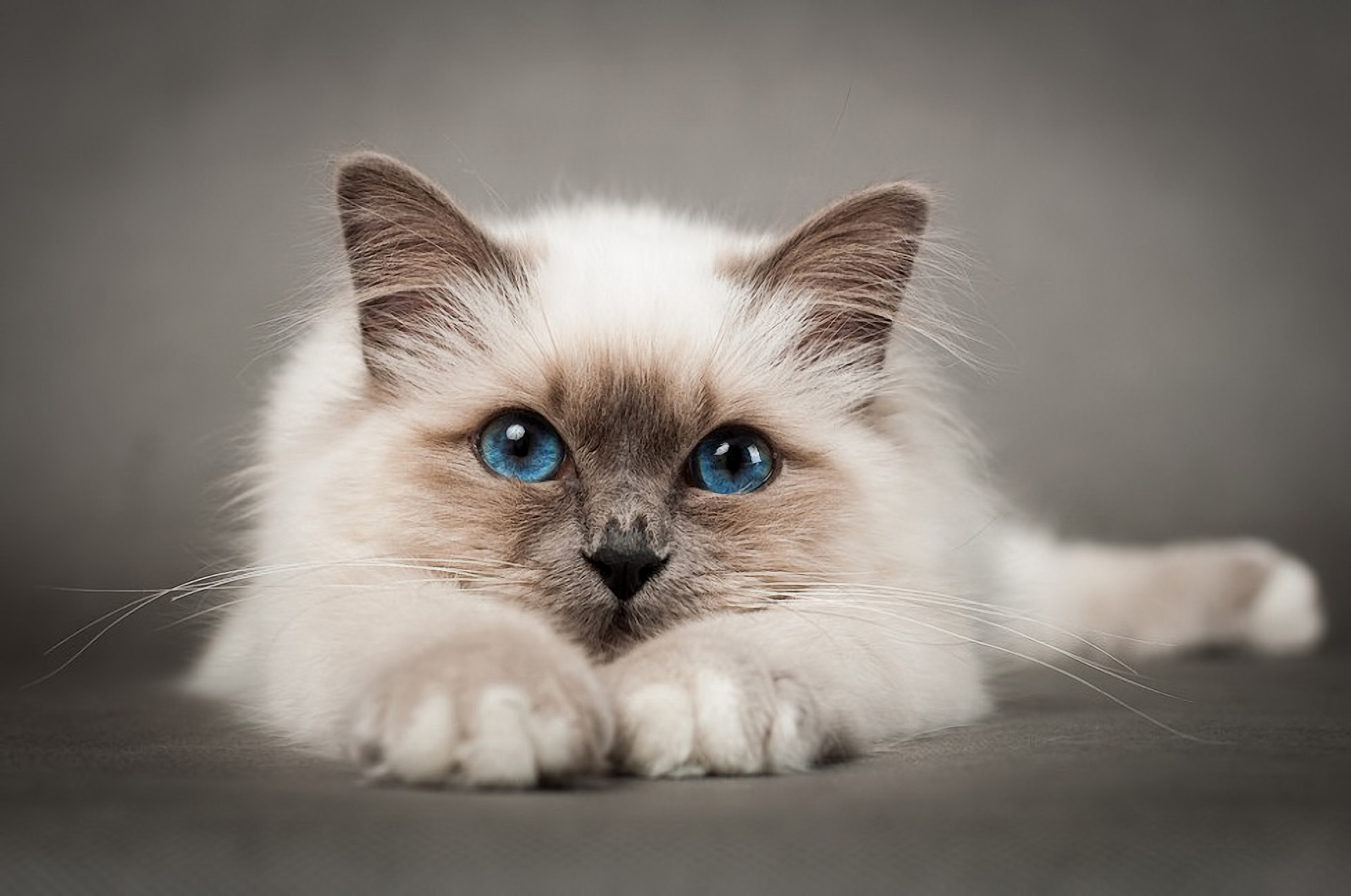 cat, Eyes, Posture Wallpaper