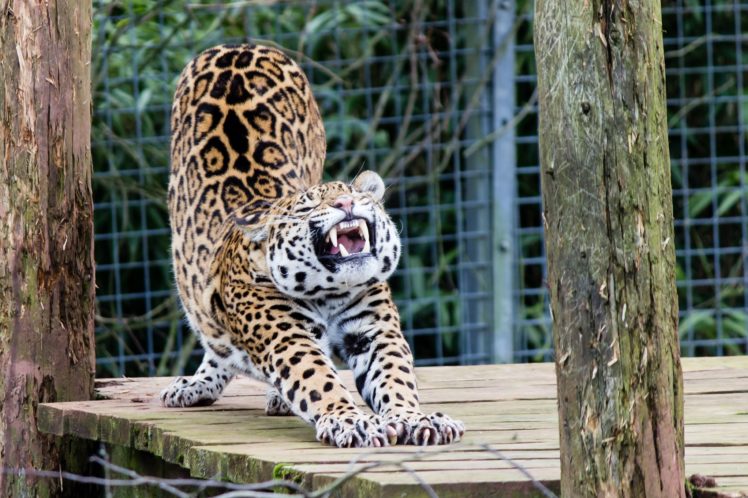 jaguar, Wild, Cat HD Wallpaper Desktop Background