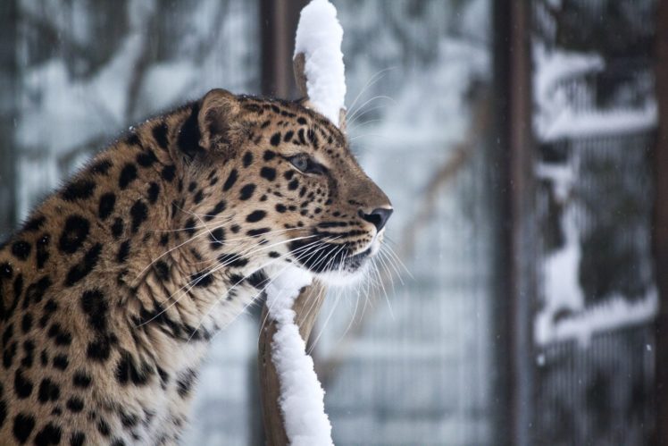 leopard, The, Amur, Wild, Cat, Muzzle HD Wallpaper Desktop Background
