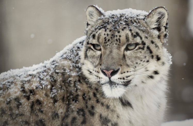snow, Leopard, Wild, Cat, Muzzle HD Wallpaper Desktop Background