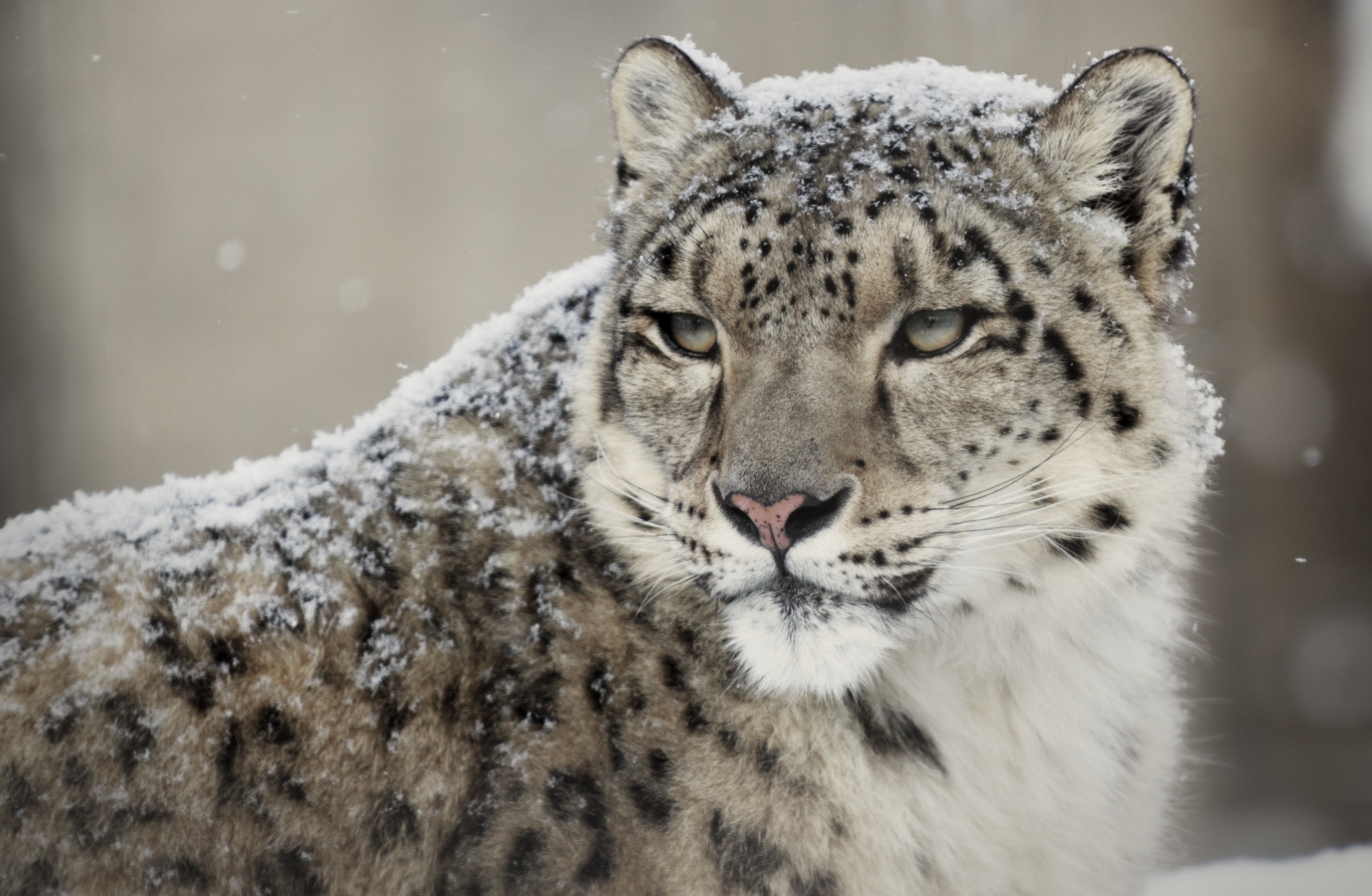 snow, Leopard, Wild, Cat, Muzzle Wallpaper