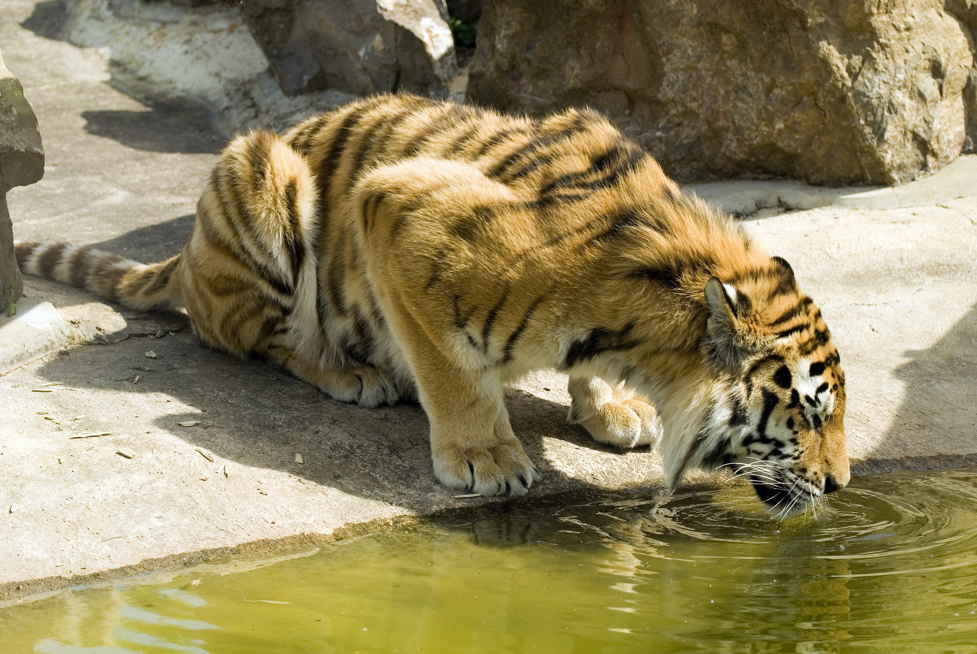 tiger, Wild, Cat Wallpaper