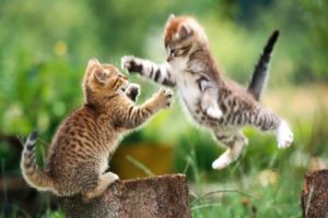fighting, Kittens