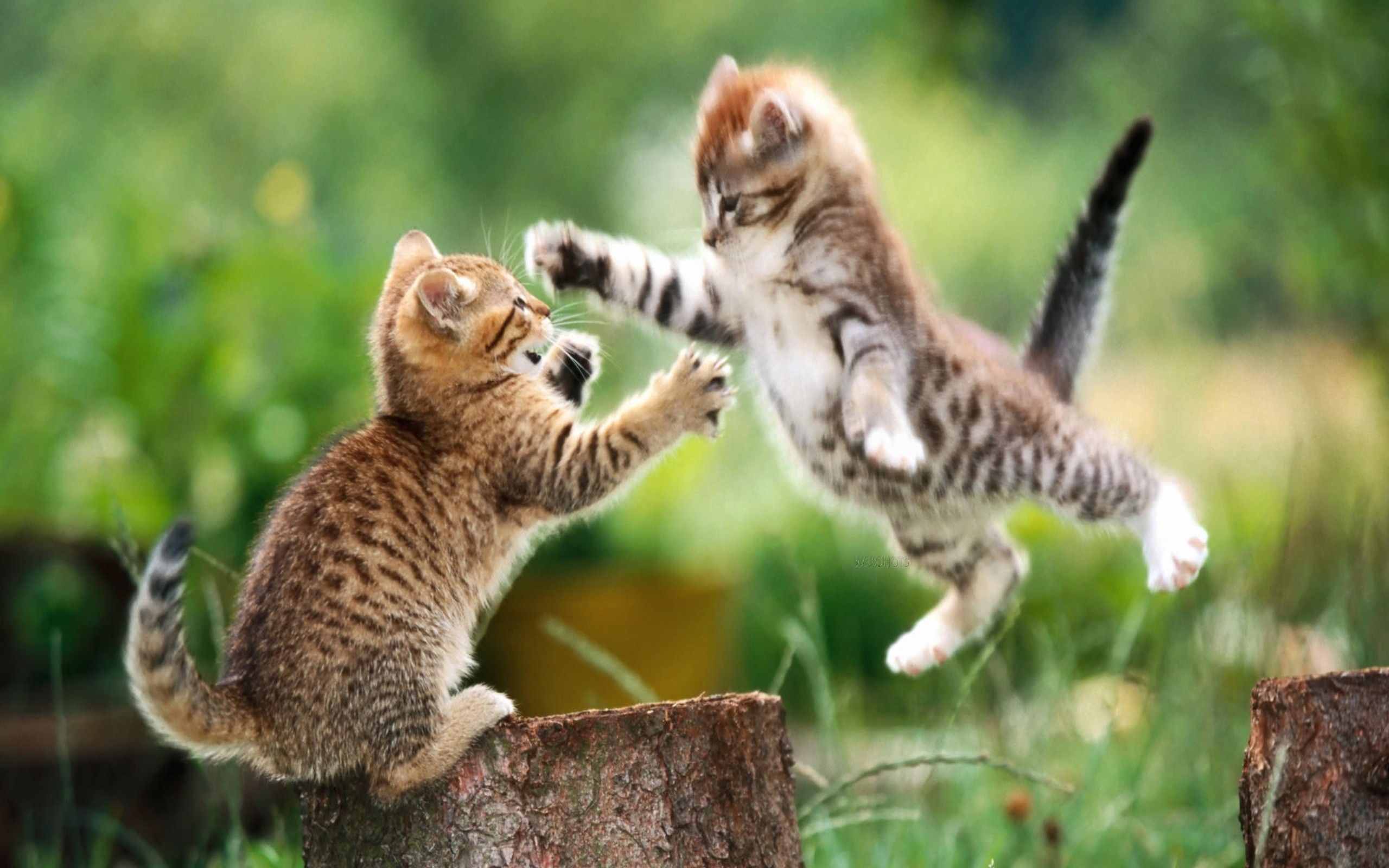 fighting, Kittens Wallpaper