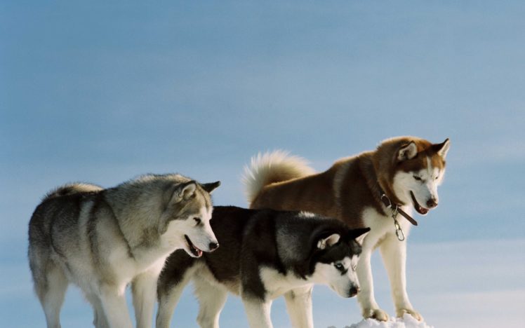 animals, Dogs, Husky HD Wallpaper Desktop Background