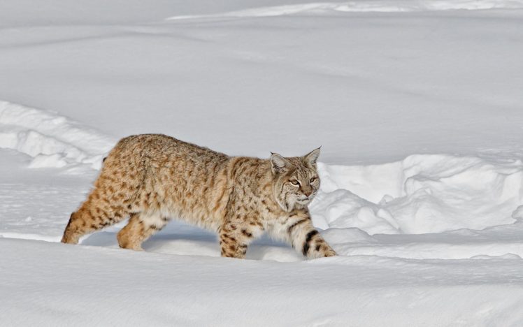 animals, Lynx, Snow HD Wallpaper Desktop Background