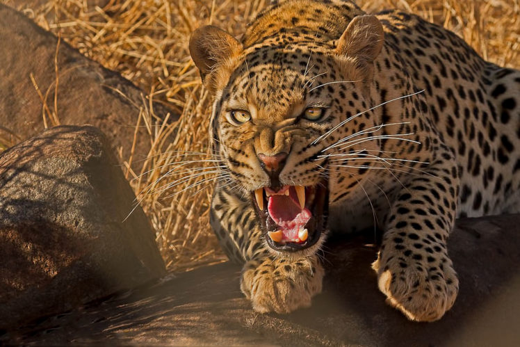 leopard, Wild, Cat, Predator, Teeth HD Wallpaper Desktop Background