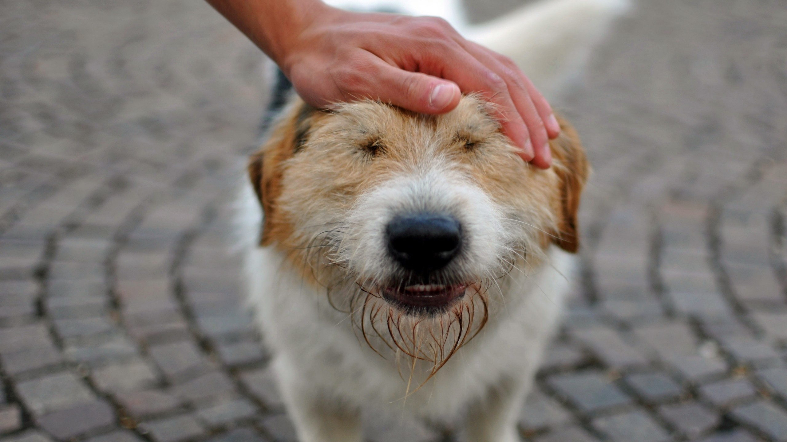 animals, Hands, Dogs, Happiness Wallpaper